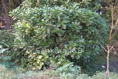 Morinda citrifolia